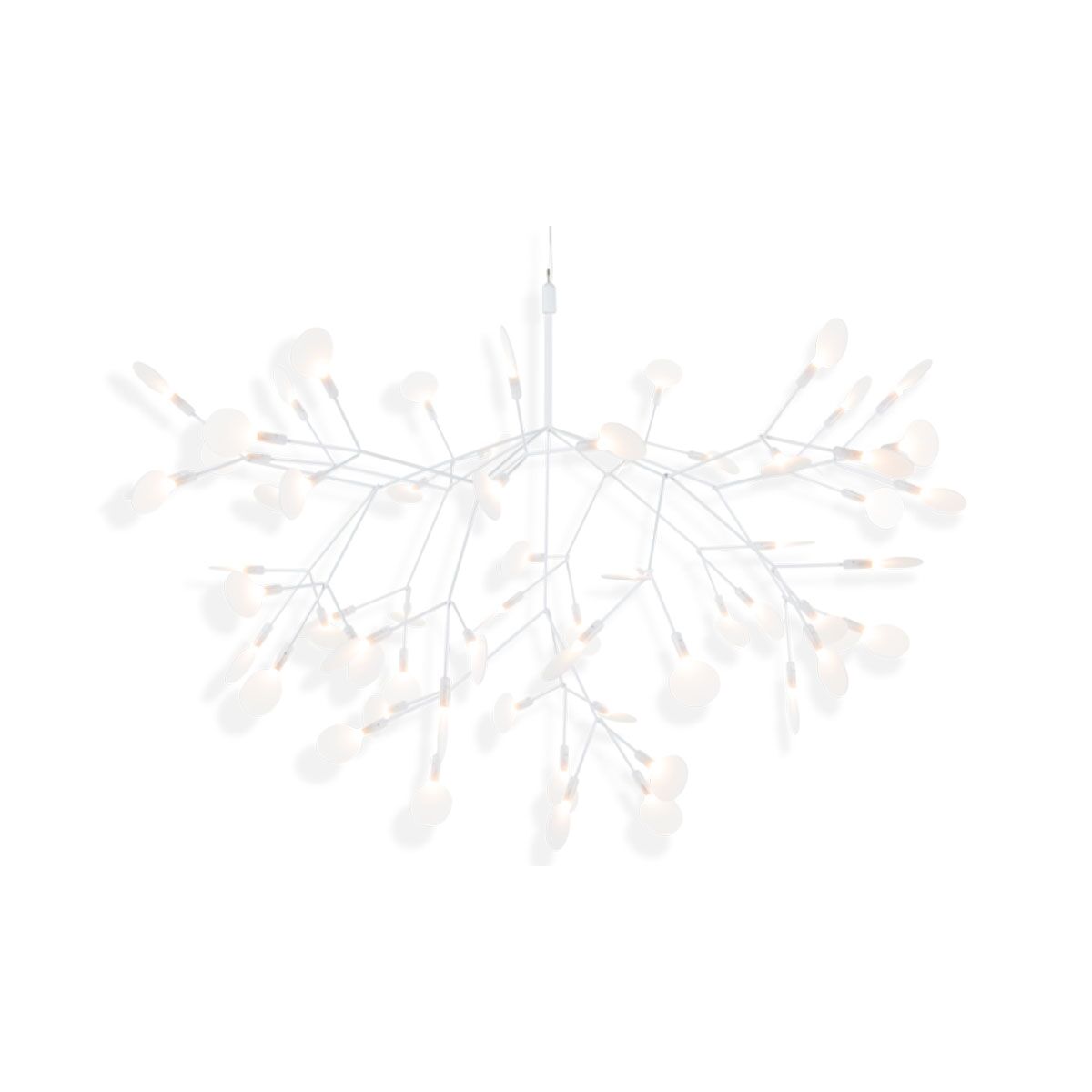 Heracleum III Large