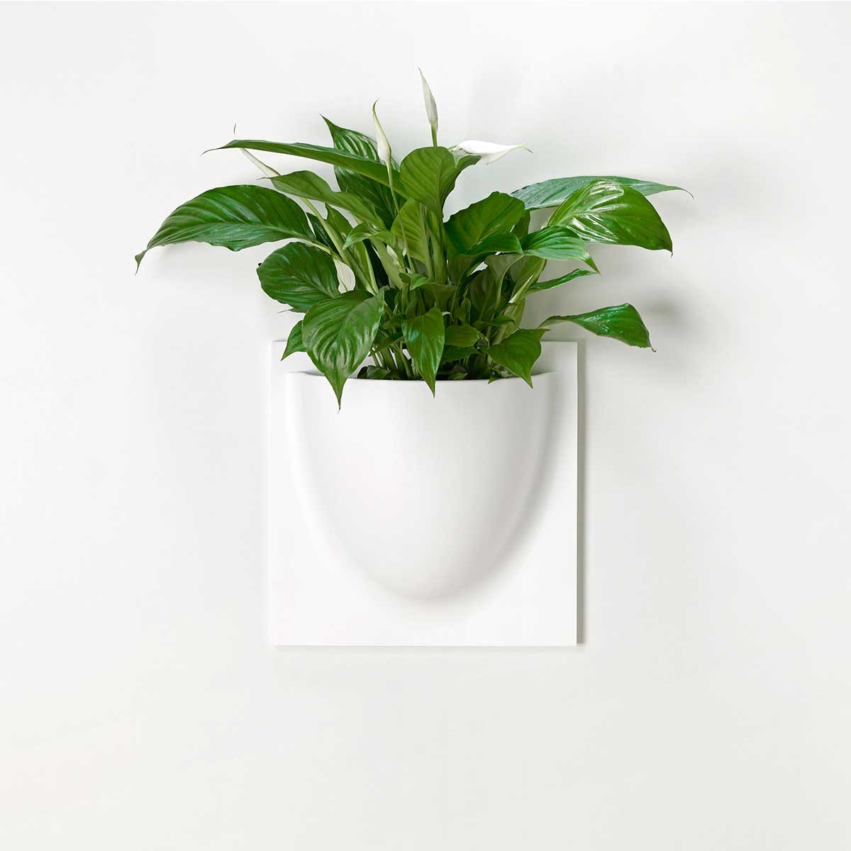 vertiwhite1